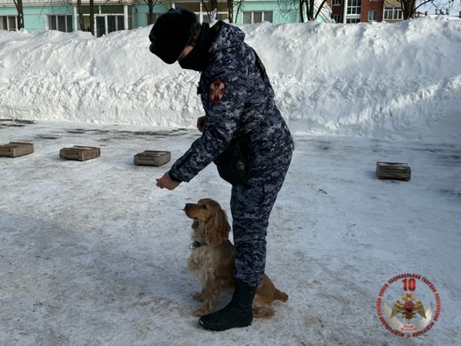 Росгвардейские кинологи рассказали вологодским журналистам о своей службе и воспитании служебных собак